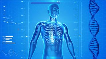 human skeleton